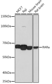 Western blot analysis of various lysates using RARα Rabbit mAb at 1:1000 dilution.|Secondary antibody: HRP-conjugated Goat anti-Rabbit IgG (H+L) at 1:10000 dilution.|Lysates/proteins: 25μg per lane.|Blocking buffer: 3% nonfat dry milk in TBST.|Detection: ECL Basic Kit.|Exposure time: 1min.