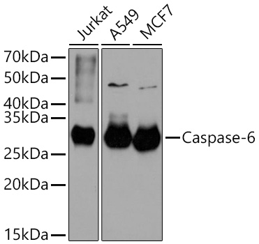Western blot analysis of various lysates using Caspase-6 Rabbit mAb at 1:1000 dilution incubated overnight at 4℃.|Secondary antibody: HRP-conjugated Goat anti-Rabbit IgG (H+L) at 1:10000 dilution.|Lysates/proteins: 25 μg per lane.|Blocking buffer: 3% nonfat dry milk in TBST.|Detection: ECL Basic Kit.|Exposure time: 90 s.