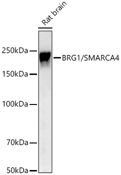 Western blot analysis of lysates from Rat brain using BRG1/SMARCA4 Rabbit mAb at 1:1000 dilution incubated overnight at 4℃.|Secondary antibody: HRP-conjugated Goat anti-Rabbit IgG (H+L) at 1:10000 dilution.|Lysates/proteins: 25 μg per lane.|Blocking buffer: 3% nonfat dry milk in TBST.|Detection: ECL Basic Kit.|Exposure time: 45s.