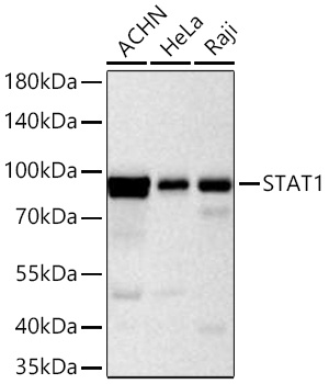 Western blot analysis of various lysates using STAT1 Rabbit mAb at 1:20000 dilution incubated at room temperature for 1.5 hours.|Secondary antibody: HRP-conjugated Goat anti-Rabbit IgG (H+L) at 1:10000 dilution.|Lysates/proteins: 25 μg per lane.|Blocking buffer: 3% nonfat dry milk in TBST.|Detection: ECL Basic Kit.|Exposure time: 20s.