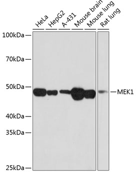 Western blot analysis of various lysates using MEK1 Rabbit mAb at 1:1000 dilution.|Secondary antibody: HRP-conjugated Goat anti-Rabbit IgG (H+L) at 1:10000 dilution.|Lysates/proteins: 25μg per lane.|Blocking buffer: 3% nonfat dry milk in TBST.|Detection: ECL Basic Kit.|Exposure time: 1min.
