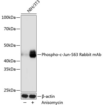 Western blot analysis of lysates from NIH/3T3 cells, using Phospho-c-Jun-S63 Rabbit mAb at 1:1000 dilution. NIH/3T3 cells were treated with Anisomycin (25 μg/mL) at 37℃ for 30 minutes.|Secondary antibody: HRP-conjugated Goat anti-Rabbit IgG (H+L) at 1:10000 dilution.|Lysates/proteins: 25μg per lane.|Blocking buffer: 3% nonfat dry milk in TBST.|Detection: ECL Basic Kit.|Exposure time: 1s.