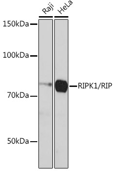 Western blot analysis of various lysates using [KD Validated] RIPK1/RIP Rabbit mAb (A19580) at 1:1000 dilution incubated overnight at 4℃.|Secondary antibody: HRP-conjugated Goat anti-Rabbit IgG (H+L) (AS014) at 1:10000 dilution.|Lysates/proteins: 25μg per lane.|Blocking buffer: 3% nonfat dry milk in TBST.|Detection: ECL Basic Kit (RM00020).|Exposure time: 3min.