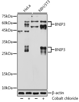 Western blot analysis of various lysates using BNIP3 Rabbit mAb at 1:1000 dilution. HeLa cells and NIH/3T3 cells were treated with Cobalt chloride (0. 1 mM) at 37℃ for 4 hours.|Secondary antibody: HRP-conjugated Goat anti-Rabbit IgG (H+L) at 1:10000 dilution.|Lysates/proteins: 25μg per lane.|Blocking buffer: 3% nonfat dry milk in TBST.|Detection: ECL Basic Kit.|Exposure time: 30s.