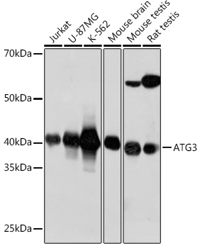 Western blot analysis of various lysates using ATG3 Rabbit mAb at 1:1000 dilution.|Secondary antibody: HRP-conjugated Goat anti-Rabbit IgG (H+L) at 1:10000 dilution.|Lysates/proteins: 25μg per lane.|Blocking buffer: 3% nonfat dry milk in TBST.|Detection: ECL Basic Kit.|Exposure time: 40s.