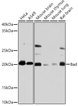 Western blot analysis of various lysates using Bad Rabbit mAb at 1:1000 dilution.|Secondary antibody: HRP-conjugated Goat anti-Rabbit IgG (H+L) at 1:10000 dilution.|Lysates/proteins: 25μg per lane.|Blocking buffer: 3% nonfat dry milk in TBST.|Detection: ECL Basic Kit.|Exposure time: 3min.