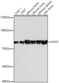Western blot analysis of various lysates using [KD Validated] ATG7 Rabbit mAb (A19604) at 1:1000 dilution incubated overnight at 4℃.|Secondary antibody: HRP-conjugated Goat anti-Rabbit IgG (H+L) (AS014) at 1:10000 dilution.|Lysates/proteins: 25μg per lane.|Blocking buffer: 3% nonfat dry milk in TBST.|Detection: ECL Basic Kit (RM00020).|Exposure time: 10s.