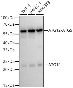 Western blot analysis of various lysates using ATG12 Rabbit mAb at 1:1000 dilution incubated overnight at 4℃.|Secondary antibody: HRP-conjugated Goat anti-Rabbit IgG (H+L) at 1:10000 dilution.|Lysates/proteins: 25 μg per lane.|Blocking buffer: 3% nonfat dry milk in TBST.|Detection: ECL Basic Kit.|Exposure time: 60 S.