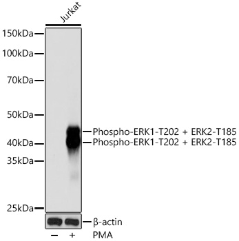 Western blot analysis of lysates from Jurkat cells, using Phospho-ERK1-T202 + ERK2-T185 Rabbit mAb at 1:1000 dilution. Jurkat cells were treated with PMA/TPA (200 nM) at 37℃ for 10 minutes.|Secondary antibody: HRP-conjugated Goat anti-Rabbit IgG (H+L) at 1:10000 dilution.|Lysates/proteins: 25μg per lane.|Blocking buffer: 3% nonfat dry milk in TBST.|Detection: ECL Basic Kit.|Exposure time: 10s.