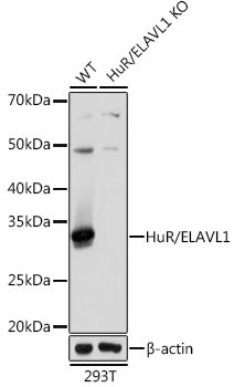 Western blot analysis of lysates from wild type (WT) and HuR/ELAVL1 knockout (KO) 293T cells, using [KO Validated] HuR/ELAVL1 Rabbit mAb (A19622) at 1:1000 dilution.|Secondary antibody: HRP-conjugated Goat anti-Rabbit IgG (H+L) (AS014) at 1:10000 dilution.|Lysates/proteins: 25μg per lane.|Blocking buffer: 3% nonfat dry milk in TBST.|Detection: ECL Basic Kit (RM00020).|Exposure time: 1s.