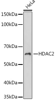 Western blot analysis of lysates from HeLa cells, using HDAC2 Rabbit mAb at 1:1000 dilution.|Secondary antibody: HRP-conjugated Goat anti-Rabbit IgG (H+L) at 1:10000 dilution.|Lysates/proteins: 25μg per lane.|Blocking buffer: 3% nonfat dry milk in TBST.|Detection: ECL Basic Kit.|Exposure time: 60s.