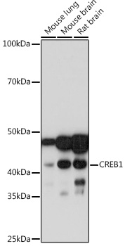 Western blot analysis of various lysates using CREB Rabbit mAb (A10826) at 1:1000 dilution.|Secondary antibody: HRP-conjugated Goat anti-Rabbit IgG (H+L) (AS014) at 1:10000 dilution.|Lysates/proteins: 25μg per lane.|Blocking buffer: 3% nonfat dry milk in TBST.|Detection: ECL Basic Kit (RM00020).|Exposure time: 10s.
