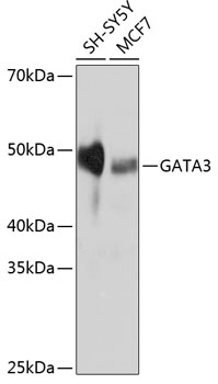 Western blot analysis of various lysates using GATA3 Rabbit mAb at 1:1000 dilution.|Secondary antibody: HRP-conjugated Goat anti-Rabbit IgG (H+L) at 1:10000 dilution.|Lysates/proteins: 25μg per lane.|Blocking buffer: 3% nonfat dry milk in TBST.|Detection: ECL Basic Kit.|Exposure time: 10s.