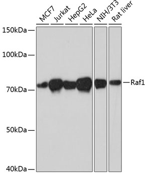Western blot analysis of various lysates using Raf1 Rabbit mAb at 1:1000 dilution.|Secondary antibody: HRP-conjugated Goat anti-Rabbit IgG (H+L) at 1:10000 dilution.|Lysates/proteins: 25μg per lane.|Blocking buffer: 3% nonfat dry milk in TBST.|Detection: ECL Basic Kit.|Exposure time: 3min.