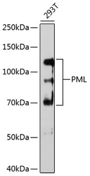 Western blot analysis of various lysates using PML Rabbit mAb at 1:1000 dilution.|Secondary antibody: HRP-conjugated Goat anti-Rabbit IgG (H+L) at 1:10000 dilution.|Lysates/proteins: 25μg per lane.|Blocking buffer: 3% nonfat dry milk in TBST.|Detection: ECL Enhanced Kit.|Exposure time: 3min.