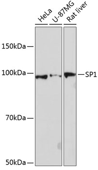 Western blot analysis of various lysates using SP1 Rabbit mAb at 1:1000 dilution.|Secondary antibody: HRP-conjugated Goat anti-Rabbit IgG (H+L) at 1:10000 dilution.|Lysates/proteins: 25μg per lane.|Blocking buffer: 3% nonfat dry milk in TBST.|Detection: ECL Basic Kit.|Exposure time: 90s.
