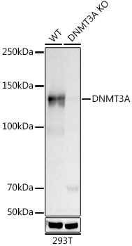 Western blot analysis of lysates from wild type (WT) and DNMT3A knockout (KO) 293T cells using [KO Validated] DNMT3A (A19659) at 1:500 dilution incubated overnight at 4℃.|Secondary antibody: HRP-conjugated Goat anti-Rabbit IgG (H+L) (AS014) at 1:10000 dilution.|Lysates/proteins: 25μg per lane.|Blocking buffer: 3% nonfat dry milk in TBST.|Detection: ECL Basic Kit (RM00020).|Exposure time: 30s.