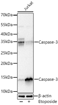 Western blot analysis of lysates from Jurkat cells using Caspase-3 Rabbit mAb at 1:5000 dilution incubated overnight at 4℃.  Jurkat cells were treated with Etoposide (25 μM) at 37℃ for 5 hours.|Secondary antibody: HRP-conjugated Goat anti-Rabbit IgG (H+L) at 1:10000 dilution.|Lysates/proteins: 30 μg per lane.| Blocking buffer: 3 % nonfat dry milk in TBST.| Detection: ECL Basic Kit.| Exposure time: 20s.