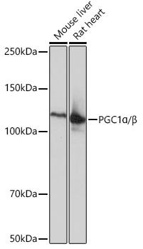 Western blot analysis of various lysates using PGC1α/β Rabbit mAb at 1:1000 dilution.|Secondary antibody: HRP-conjugated Goat anti-Rabbit IgG (H+L) at 1:10000 dilution.|Lysates/proteins: 25μg per lane.|Blocking buffer: 3% nonfat dry milk in TBST.|Detection: ECL Basic Kit.|Exposure time: 1s.