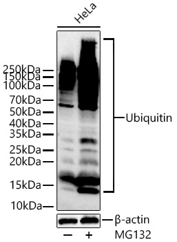 Western blot analysis of various lysates using Ubiquitin Rabbit mAb (A23483) at 1:2000 dilution incubated overnight at 4℃. HeLa cells were treated with MG132 (50 μM) at 37℃ for 90 minutes.|Secondary antibody: HRP-conjugated Goat anti-Rabbit IgG (H+L) (AS014) at 1:10000 dilution.|Lysates/proteins: 30 μg per lane.|Blocking buffer: 3% nonfat dry milk in TBST.|Detection: ECL Basic Kit (RM00020).|Exposure time: 90 s.