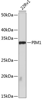 Western blot analysis of lysates from 22Rv1 cells, using PIM1 Rabbit mAb at 1:1000 dilution.|Secondary antibody: HRP-conjugated Goat anti-Rabbit IgG (H+L) at 1:10000 dilution.|Lysates/proteins: 25μg per lane.|Blocking buffer: 3% nonfat dry milk in TBST.|Detection: ECL Basic Kit.|Exposure time: 90s.