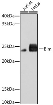 Western blot analysis of various lysates using Bim Rabbit mAb at 1:1000 dilution.|Secondary antibody: HRP-conjugated Goat anti-Rabbit IgG (H+L) at 1:10000 dilution.|Lysates/proteins: 25μg per lane.|Blocking buffer: 3% nonfat dry milk in TBST.|Detection: ECL Basic Kit.|Exposure time: 3min.