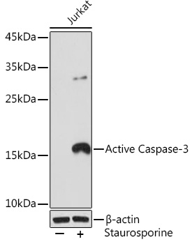 Western blot analysis of lysates from Jurkat cells, using Active Caspase-3 Rabbit mAb (A11021) at 1:500 dilution. Jurkat cells were treated with Staurosporine(1 μM) at room temperature for 3 hours.|Secondary antibody: HRP-conjugated Goat anti-Rabbit IgG (H+L) (AS014) at 1:10000 dilution.|Lysates/proteins: 25μg per lane.|Blocking buffer: 3% BSA.|Detection: ECL Basic Kit (RM00020).|Exposure time: 90s.
