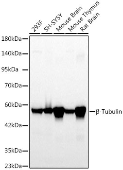 Western blot analysis of various lysates using β-Tubulin Rabbit mAb (A12289) at 1:5000 dilution.|Secondary antibody: HRP-conjugated Goat anti-Rabbit IgG (H+L) (AS014) at 1:10000 dilution.|Lysates/proteins: 25μg per lane.|Blocking buffer: 3% nonfat dry milk in TBST.|Detection: ECL Basic Kit (RM00020).|Exposure time: 20s.