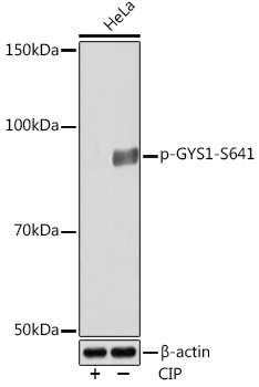 Western blot analysis of various lysates using Phospho-GYS1-S641 Rabbit mAb at 1:1000 dilution. Hela cells were treated by CIP(20uL/400ul) at 37℃ for 1 hour.|Secondary antibody: HRP-conjugated Goat anti-Rabbit IgG (H+L) at 1:10000 dilution.|Lysates/proteins: 25μg per lane.|Blocking buffer: 3% BSA.|Detection: ECL Basic Kit.|Exposure time: 10s.