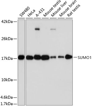 Western blot analysis of various lysates using [KO Validated] SUMO1 Rabbit mAb (A19121) at 1:1000 dilution.|Secondary antibody: HRP-conjugated Goat anti-Rabbit IgG (H+L) (AS014) at 1:10000 dilution.|Lysates/proteins: 25μg per lane.|Blocking buffer: 3% nonfat dry milk in TBST.|Detection: ECL Basic Kit (RM00020).|Exposure time: 60s.