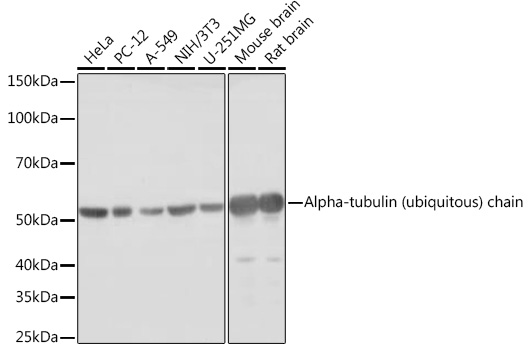 Western blot analysis of various lysates using Alpha-tubulin (ubiquitous) chain Rabbit mAb at 1:1000 dilution.|Secondary antibody: HRP-conjugated Goat anti-Rabbit IgG (H+L) at 1:10000 dilution.|Lysates/proteins: 25μg per lane.|Blocking buffer: 3% nonfat dry milk in TBST.|Detection: ECL Basic Kit.|Exposure time: 1s.