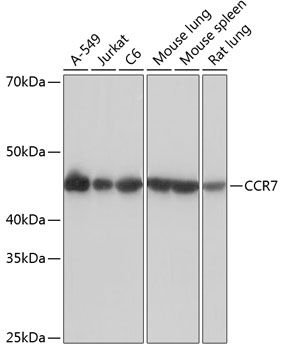 Western blot analysis of various lysates using CCR7 Rabbit mAb at 1：1000 dilution.|Secondary antibody: HRP-conjugated Goat anti-Rabbit IgG (H+L) at 1:10000 dilution.|Lysates/proteins: 25μg per lane.|Blocking buffer: 3% nonfat dry milk in TBST.|Detection: ECL Basic Kit.|Exposure time: 1s.