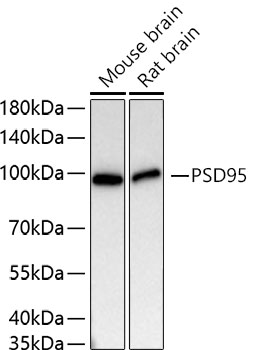 Western blot analysis of various lysates using PSD95 Rabbit mAb at 1:5000 dilution incubated overnight at 4℃.|Secondary antibody: HRP-conjugated Goat anti-Rabbit IgG (H+L) at 1:10000 dilution.|Lysates/proteins: 25 μg per lane.|Blocking buffer: 3% nonfat dry milk in TBST.|Detection: ECL Basic Kit.|Exposure time: 30 s.