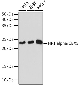 Western blot analysis of various lysates using HP1 alpha/CBX5 Rabbit mAb at 1:1000 dilution incubated overnight at 4℃.|Secondary antibody: HRP-conjugated Goat anti-Rabbit IgG (H+L) at 1:10000 dilution.|Lysates/proteins: 25μg per lane.|Blocking buffer: 3% nonfat dry milk in TBST.|Detection: ECL Basic Kit.|Exposure time: 10s.