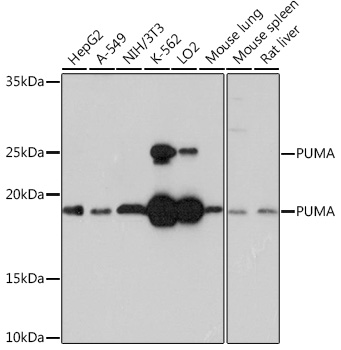 Western blot analysis of various lysates using PUMA Rabbit mAb at 1:1000 dilution.|Secondary antibody: HRP-conjugated Goat anti-Rabbit IgG (H+L) at 1:10000 dilution.|Lysates/proteins: 25μg per lane.|Blocking buffer: 3% nonfat dry milk in TBST.|Detection: ECL Basic Kit.|Exposure time: 30s.