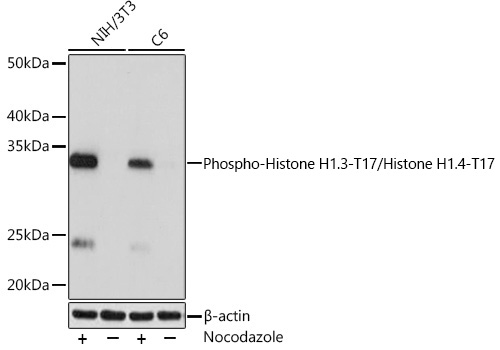 Western blot analysis of various lysates using Phospho-Histone H1.3-T17/Histone H1.4-T17 Rabbit mAb at 1:1000 dilution. Both NIH/3T3 cells and C6 cells were treated with Nocodazole (50 ng/mL) at 37℃ for 20 hours.|Secondary antibody: HRP-conjugated Goat anti-Rabbit IgG (H+L) at 1:10000 dilution.|Lysates/proteins: 25 μg per lane.|Blocking buffer: 3% BSA.|Detection: ECL Basic Kit.|Exposure time: 1 s.