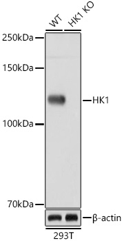 Western blot analysis of lysates from wild type (WT) and HK1 knockout (KO) 293T cells, using [KO Validated] HK1 Rabbit mAb (A0533) at 1:1000 dilution.|Secondary antibody: HRP-conjugated Goat anti-Rabbit IgG (H+L) (AS014) at 1:10000 dilution.|Lysates/proteins: 25μg per lane.|Blocking buffer: 3% nonfat dry milk in TBST.|Detection: ECL Basic Kit (RM00020).|Exposure time: 60s.
