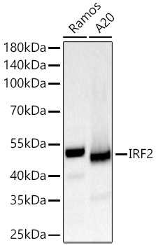 Western blot analysis of various lysates using IRF2 Rabbit mAb at 1:1000 dilution incubated overnight at 4℃.|Secondary antibody: HRP-conjugated Goat anti-Rabbit IgG (H+L) at 1:10000 dilution.|Lysates/proteins: 25 μg per lane.|Blocking buffer: 3% nonfat dry milk in TBST.|Detection: ECL Basic Kit.|Exposure time: 45s.