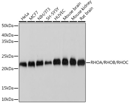 Western blot analysis of various lysates using RHOA/RHOB/RHOC Rabbit mAb at 1:1000 dilution.|Secondary antibody: HRP-conjugated Goat anti-Rabbit IgG (H+L) at 1:10000 dilution.|Lysates/proteins: 25μg per lane.|Blocking buffer: 3% nonfat dry milk in TBST.|Detection: ECL Basic Kit.|Exposure time: 1s.