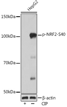 Western blot analysis of various lysates using Phospho-NRF2-S40 Rabbit mAb at 1:1000 dilution. HepG2 cells were treated by CIP(20uL/400ul) at 37℃ for 1 hour.|Secondary antibody: HRP-conjugated Goat anti-Rabbit IgG (H+L) at 1:10000 dilution.|Lysates/proteins: 25μg per lane.|Blocking buffer: 3% BSA.|Detection: ECL Basic Kit.|Exposure time: 3min.