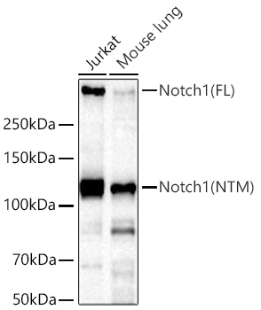 Western blot analysis of various lysates using Notch1 Rabbit mAb at 1:1000 dilution incubated overnight at 4℃.|Secondary antibody: HRP-conjugated Goat anti-Rabbit IgG (H+L) at 1:10000 dilution.|Lysates/proteins: 25 μg per lane.|Blocking buffer: 3% nonfat dry milk in TBST.|Detection: ECL Basic Kit.|Exposure time: 90s.