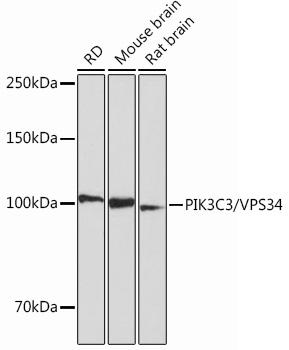Western blot analysis of various lysates using PIK3C3/VPS34 Rabbit mAb at 1：1000 dilution.|Secondary antibody: HRP-conjugated Goat anti-Rabbit IgG (H+L) at 1:10000 dilution.|Lysates/proteins: 25μg per lane.|Blocking buffer: 3% nonfat dry milk in TBST.|Detection: ECL Basic Kit.|Exposure time: 10s.