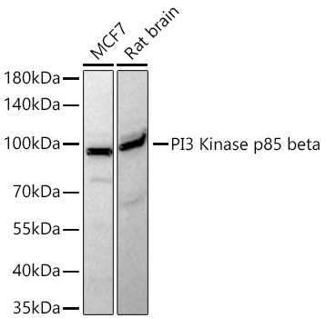 Western blot analysis of various lysates using PI3 Kinase p85 beta Rabbit mAb at 1:1000 dilution incubated at room temperature for 1.5 hours.|Secondary antibody: HRP-conjugated Goat anti-Rabbit IgG (H+L) at 1:10000 dilution.|Lysates/proteins: 25 μg per lane.|Blocking buffer: 3% nonfat dry milk in TBST.|Detection: ECL Basic Kit.|Exposure time: 90s.