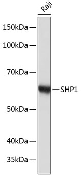 Western blot analysis of lysates from Raji cells, using SHP1 Rabbit mAb at 1:1000 dilution.|Secondary antibody: HRP-conjugated Goat anti-Rabbit IgG (H+L) at 1:10000 dilution.|Lysates/proteins: 25μg per lane.|Blocking buffer: 3% nonfat dry milk in TBST.|Detection: ECL Basic Kit.|Exposure time: 10s.