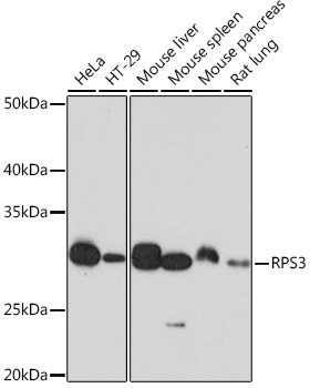 Western blot analysis of various lysates using RPS3 Rabbit mAb at 1:1000 dilution.|Secondary antibody: HRP-conjugated Goat anti-Rabbit IgG (H+L) at 1:10000 dilution.|Lysates/proteins: 25μg per lane.|Blocking buffer: 3% nonfat dry milk in TBST.|Detection: ECL Basic Kit.|Exposure time: 1s.