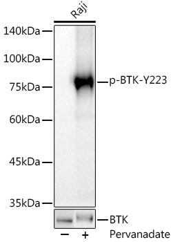 Western blot analysis of lysates from Raji cells, using Phospho-BTK-Y223 Rabbit mAb at 1:500 dilution. Raji cells were treated with Pervanadate (1 mM) at 37℃ for 30 minutes.|Secondary antibody: HRP-conjugated Goat anti-Rabbit IgG (H+L) at 1:10000 dilution.|Lysates/proteins: 25μg per lane.|Blocking buffer: 3% nonfat dry milk in TBST.|Detection: ECL Basic Kit.|Exposure time: 60s.