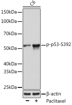Western blot analysis of lysates from C6 cells, using Phospho-p53-S392 at 1:1000 dilution. C6 cells were treated with Paclitaxel (100 nM) at 37℃ for 20 hours.|Secondary antibody: HRP-conjugated Goat anti-Rabbit IgG (H+L) at 1:10000 dilution.|Lysates/proteins: 25μg per lane.|Blocking buffer: 3% BSA.|Detection: ECL Basic Kit.|Exposure time: 10s.