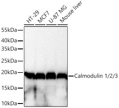 Western blot analysis of various lysates using Calmodulin 1/2/3 Rabbit mAb at 1:1000 dilution incubated at room temperature for 1.5 hours.|Secondary antibody: HRP-conjugated Goat anti-Rabbit IgG (H+L) at 1:10000 dilution.|Lysates/proteins: 25 μg per lane.|Blocking buffer: 3% nonfat dry milk in TBST.|Detection: ECL Basic Kit.|Exposure time: 10s.