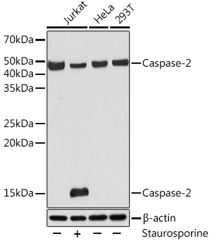 Western blot analysis of various lysates using Caspase-2 pAb at 1:1000 dilution. Jurkat cells were treated by Staurosporine  (1uM)  for 3 hours.|Secondary antibody: HRP-conjugated Goat anti-Rabbit IgG (H+L) at 1:10000 dilution.|Lysates/proteins: 25μg per lane.|Blocking buffer: 3% BSA.|Detection: ECL Basic Kit.|Exposure time: 90s.