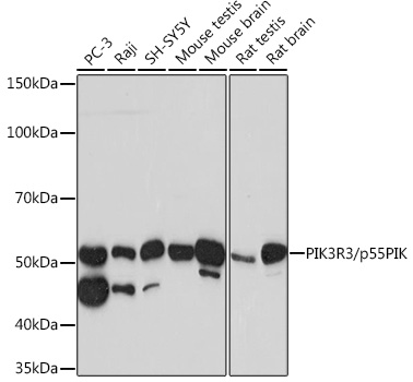 Western blot analysis of various lysates using PIK3R3/p55PIK Rabbit mAb at 1:1000 dilution.|Secondary antibody: HRP-conjugated Goat anti-Rabbit IgG (H+L) at 1:10000 dilution.|Lysates/proteins: 25μg per lane.|Blocking buffer: 3% nonfat dry milk in TBST.|Detection: ECL Basic Kit.|Exposure time: 30s.